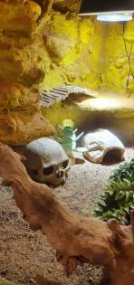 4 Geckos samt Terrarium