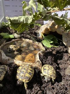 Griechische Landschildkröten THB suchen ein neues Zuhause
