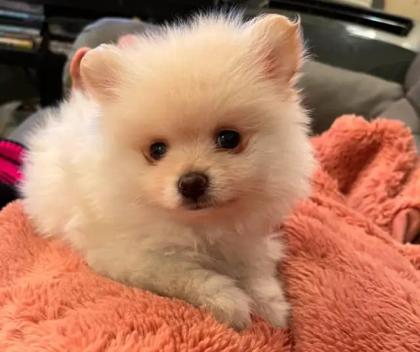 Pomeranian-Zwergspitz Welpen