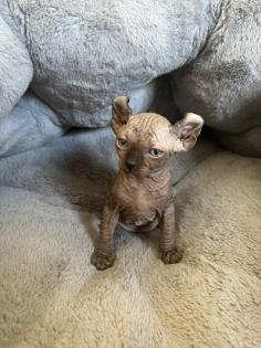 Sphynx Elf Sphynx Kitten Katzenbabys Nacktkatze