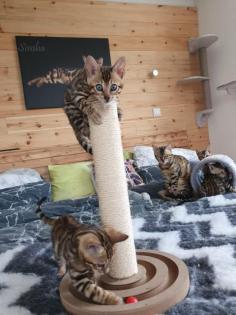 Bengalkätzchen Bounty und Katerchen Bo suchen noch ihr Traumzuhause