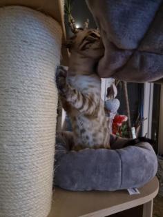 Bengal Kater