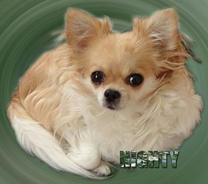 Chihuahua-Hündin Nighty 8 Jahre alt