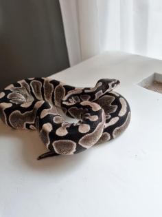 0. 1 Female VPI Axanthic - Königspython Python Regius - Ballpython