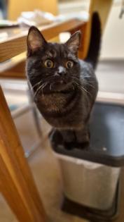 BKH Britisch Kurzhaar Katze Kitten