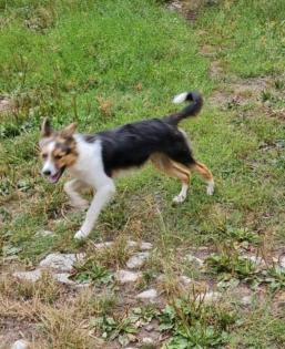 Hübsche Hündin daisy sucht ihre Familie