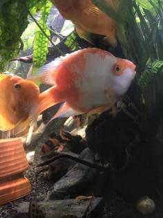 Papageienbuntbarsch Fisch Verkauf/Tausch