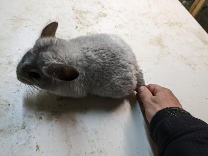 Langschwanz Chinchillas