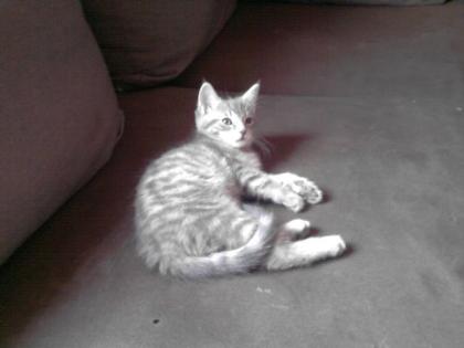 Maine Coon BKH Mix Katze Kitten