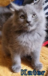 Maine Coon und BKH Katzen
