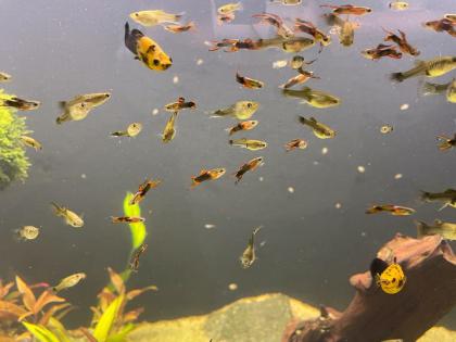 Endler Guppy Mix