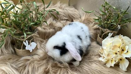 Minilop-Zwergwidder-Mini Lop-Zwergkaninchen-Tierversand möglich