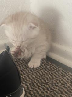 Bkh mix Kitten suchen ab sofort ihren neuen Dosenöffner