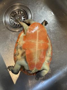 Wasserschildkröte Emydura subglobosa