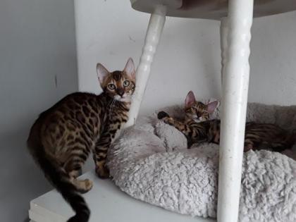 Süsse Bengal Kitten