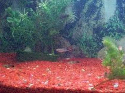 Habe einige meiner jungen Guppys aus liebevoller Hobbyzucht zu verkaufen
