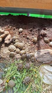 Maurische Landschildkröten