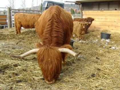 Kl. Herde Highland-Cattle Rinderfangstand