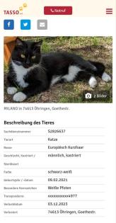 Katze vermisst in Öhringen-Nord