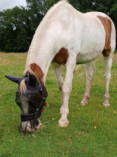 Beistellpferd