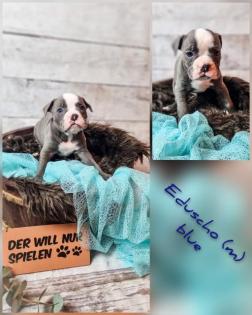 Old english bulldog Welpen OEB Bulldogge