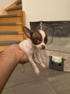 Chihuahua Welpen Mini
