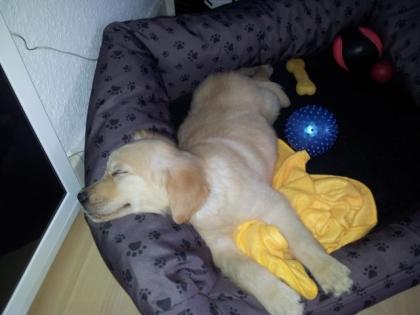 9 Wochen alter Golden Retriever abzugeben