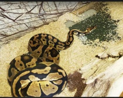 Python Regius / Königspython adult 1. 1Superpastel Piebald, 0. 1Pastel het. Piebald