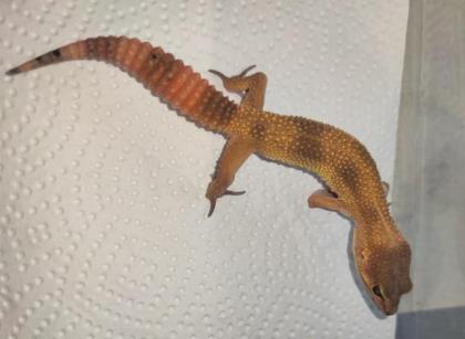 Leopardgeckos