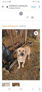 Tolle Welpen, Junghunde Hundesenioren