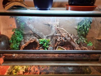 Kornnattern mit Terrarium