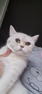 Bkh kitten / Tabby