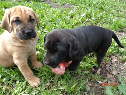 Mischlingswelpen, Cane Corso, Labrador, Dogge
