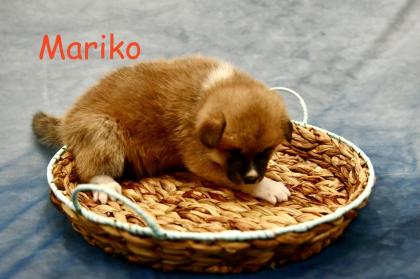 Reinrassige Akita Inu Welpen mit Papieren der Elterntiere