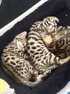 4 zuckersüße Bengal Kitten