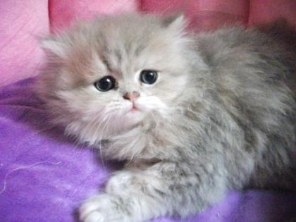 Bezaubernde Perserkater blue golden tabby 8, 5 Wochen alt mit Stammbaum super ver