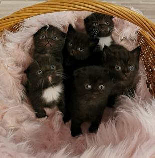 Baby Katzen abzugeben