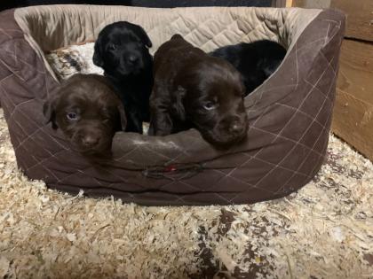 Labrador x Golden Retriever Welpen zu verkaufen