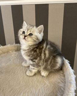 BKH Britisch Kurz Haar Kitten