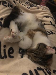 Lieber Deckkater für Hauskatze gesucht.