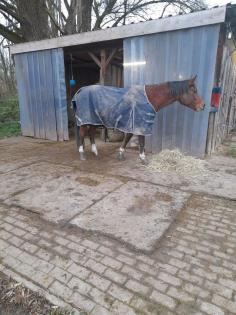 Privater Offenstall Stallplatz hat Plätze frei