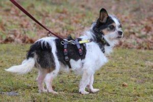 PANDASCH - männlich 5 Jahre 27 cm 5 kg Yorki-Mix Gechipt Kastriert