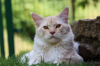 Rotes Maine Coon Mädchen