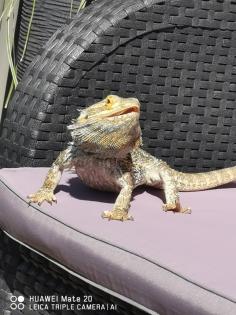 Bartagamenmännchen inkl. Terrarium, Beleuchtung und Zubehör abzugeben