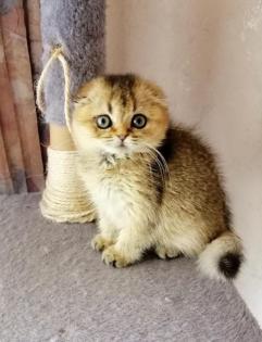 Schottische Faltohrkitten, weibchen