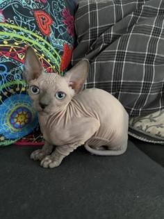 Kanadische Sphynx Kitten