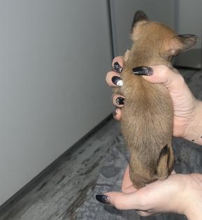 9 Süße Chihuahua Welpen