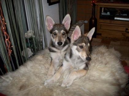 Wolfshundemädchen tschechischer Wolfshund