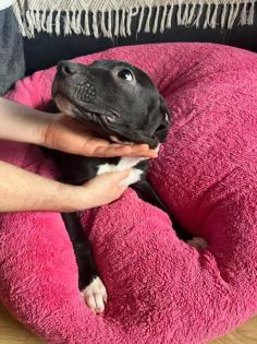 American Stafford x American Bulldog