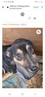 Tolle Welpen, Junghunde Hundesenioren